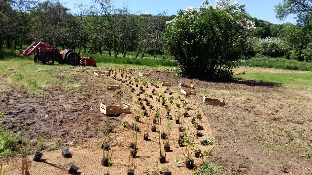 Création de noues végétales avec géofilets coco et plantes hélophytes