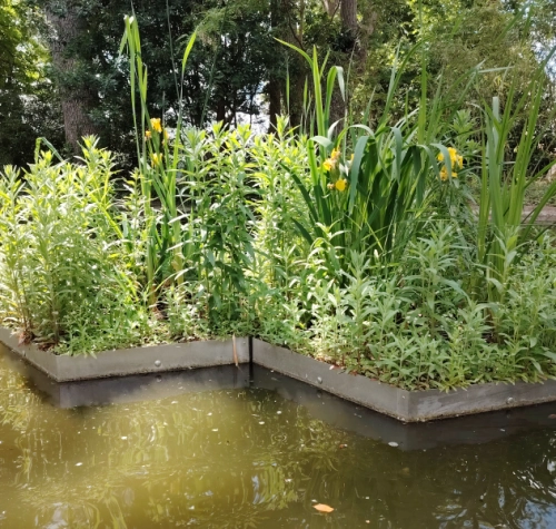 La renaturation des milieux aquatiques avec les radeaux végétalisés